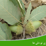 بلوط ایرانی